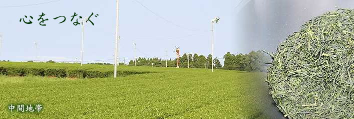 miyazaki cha.jpg